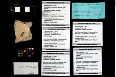 Foto (Objekt + Etikett) von Tanidromites sp.  (NHMW-GEO-1990-0041-4397a)